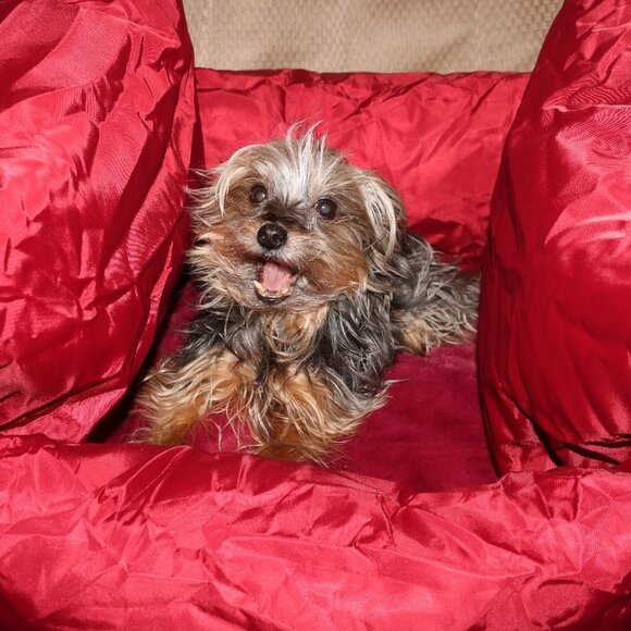 💥HP💥 Luxury small pet bed great for cat or small dog under 30lbs - Picture 1 of 14